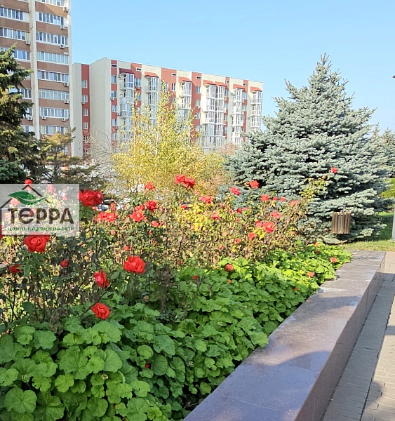 Объявление V1907