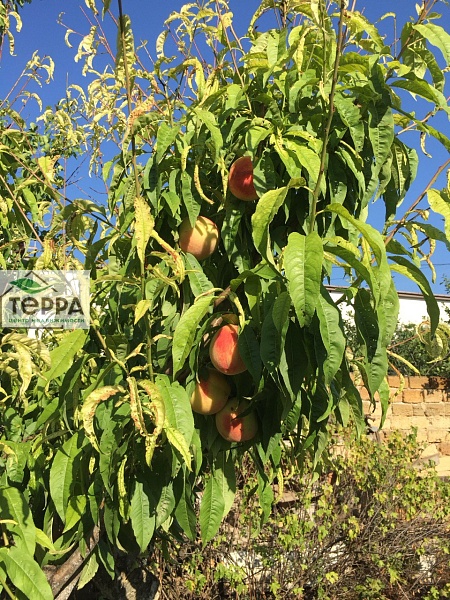 Объявление Z1162