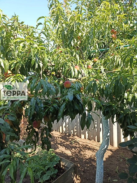 Объявление Z525