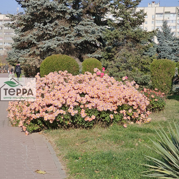 Объявление V1907