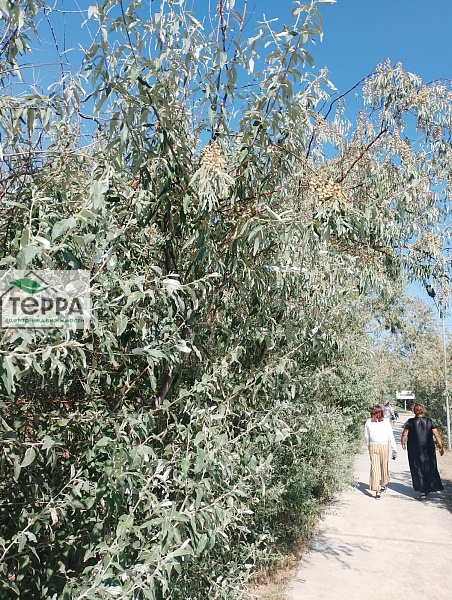 Объявление Z1721