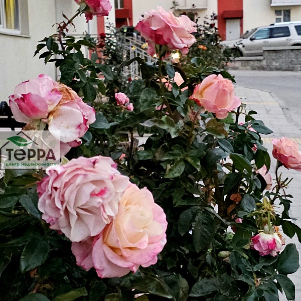 Объявление V1907