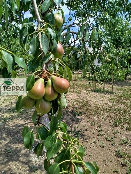 Объявление Z1636