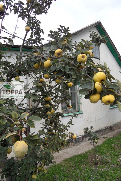 Объявление Z1779