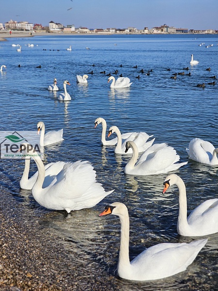 Объявление V1914