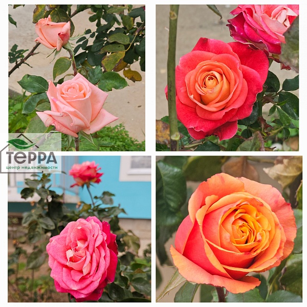 Объявление V1907