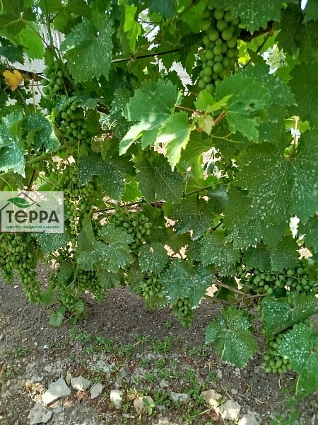 Объявление Z1636