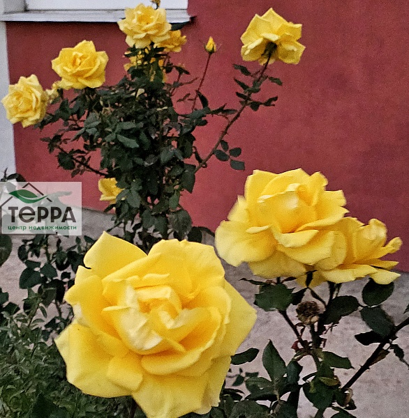 Объявление V1907